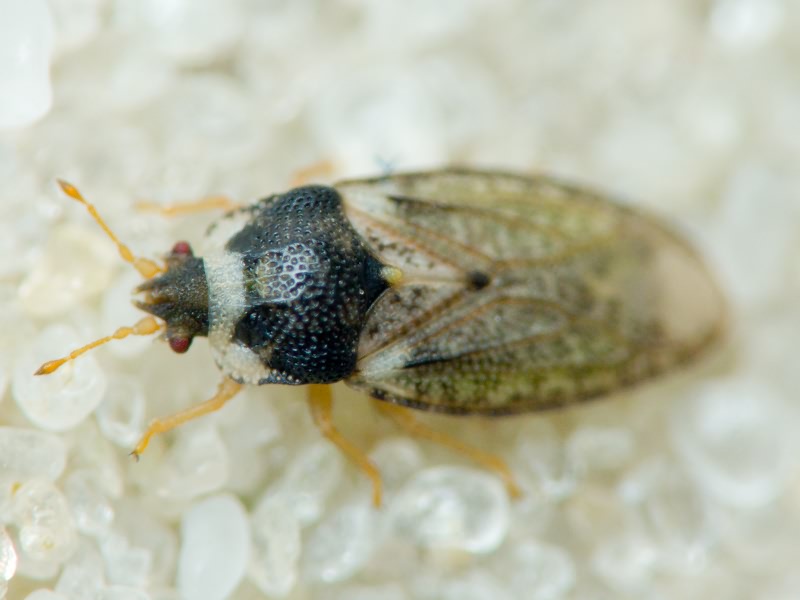Parapiesma variabile (Fieber, 1844)